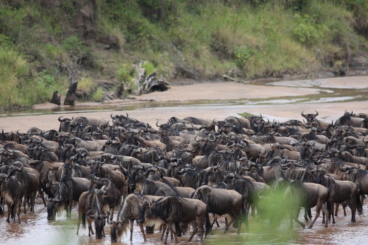 Great Migration Game Drives